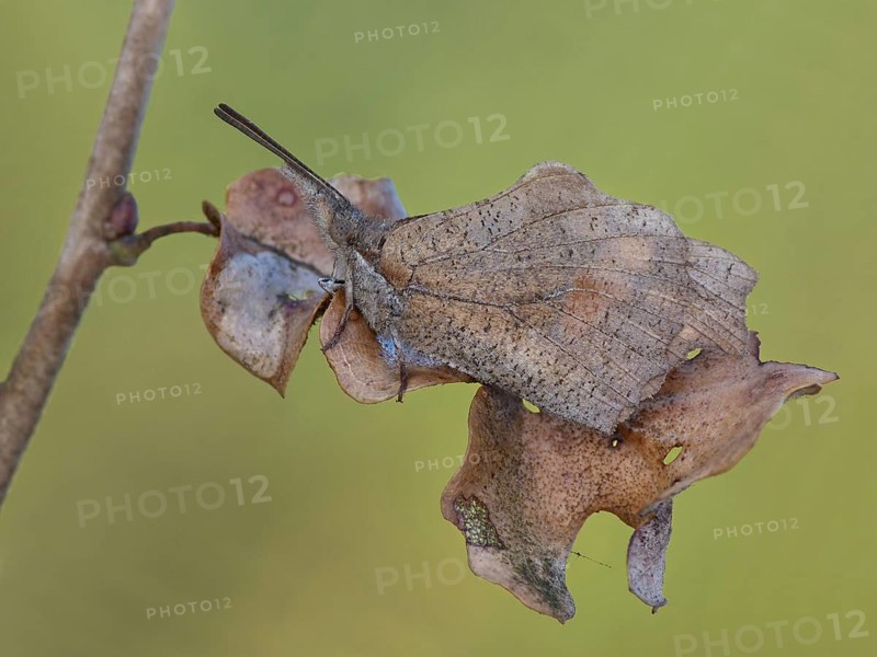 Creeper Butterfly