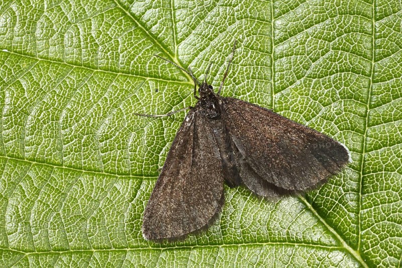 Chimney Sweeper