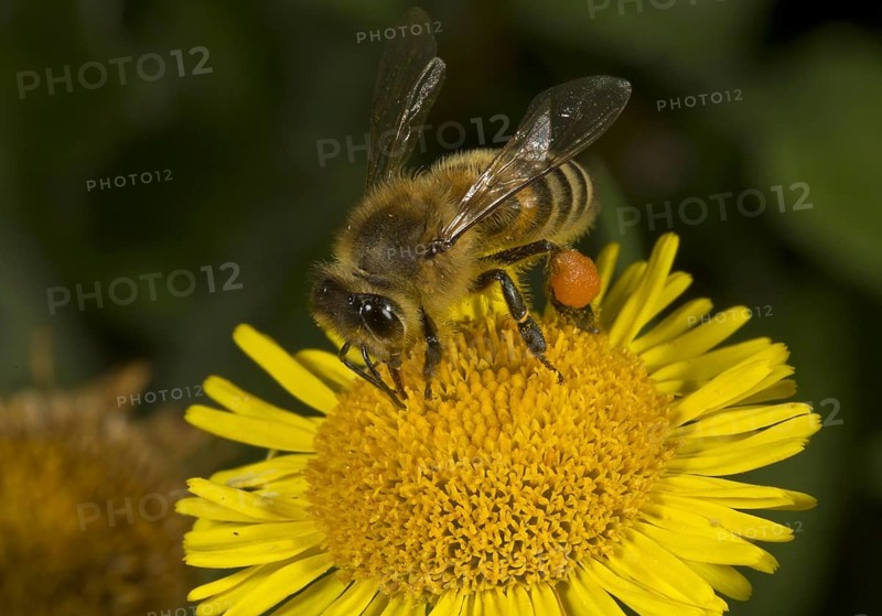 Western Honey Bee