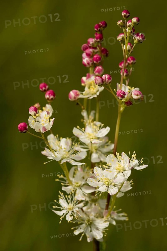 Small meadowsweet