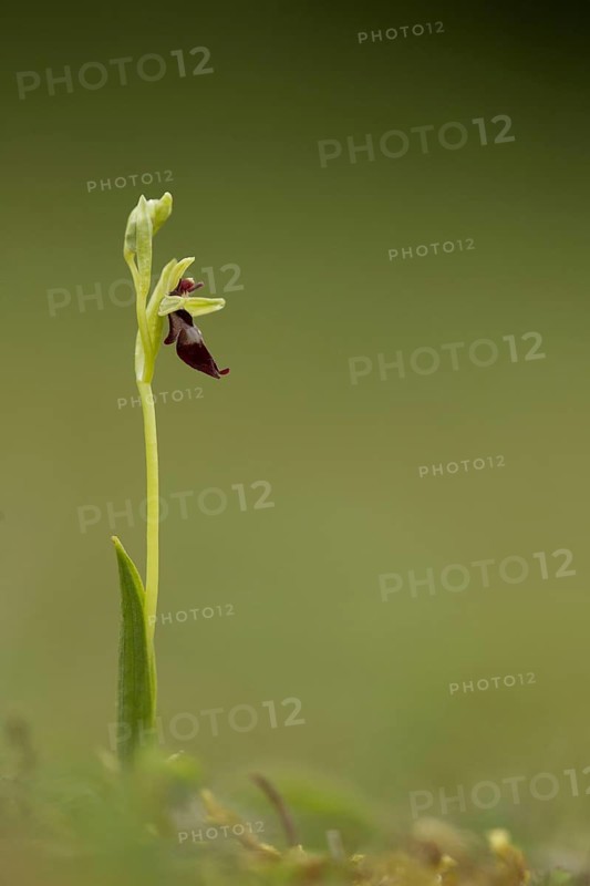 Fly Orchid