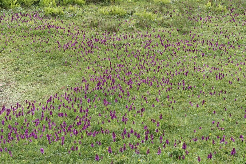 Southern Marsh Orchid