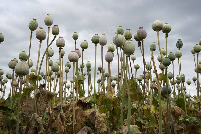 Cultivation of opium poppy