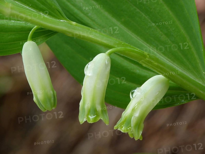 Common Solomon's Seal