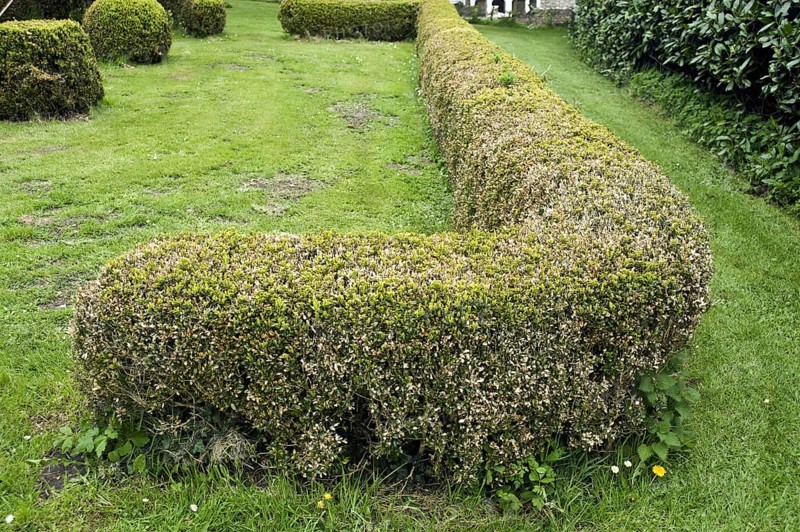 Box blight