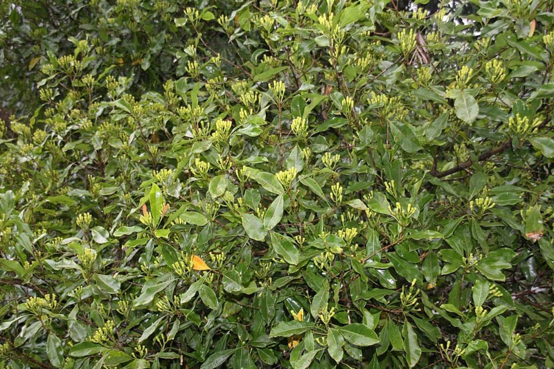Young clove