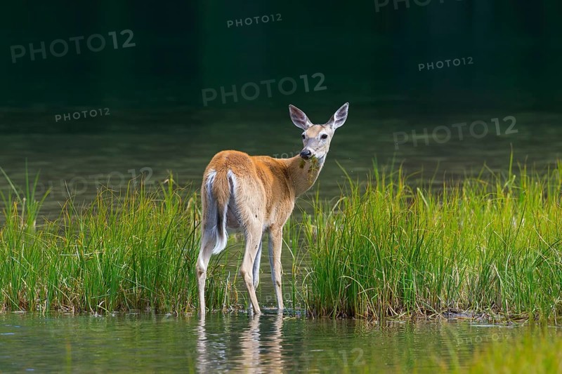 White-tailed deer
