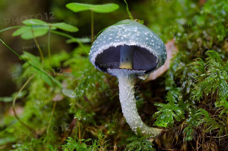 Verdigris agaric