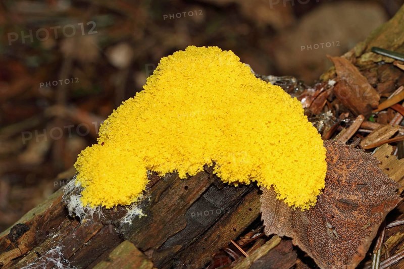 Yellow tan