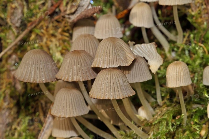 Fairy Ink Cap