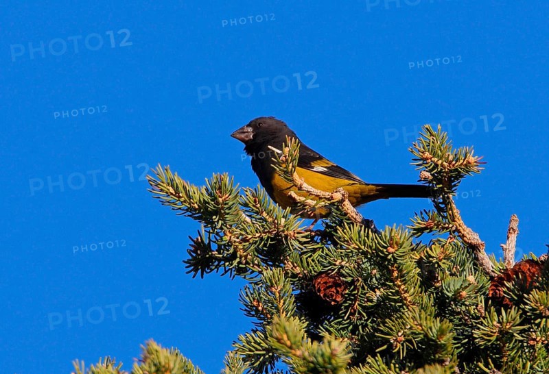 White-winged Grosbeak