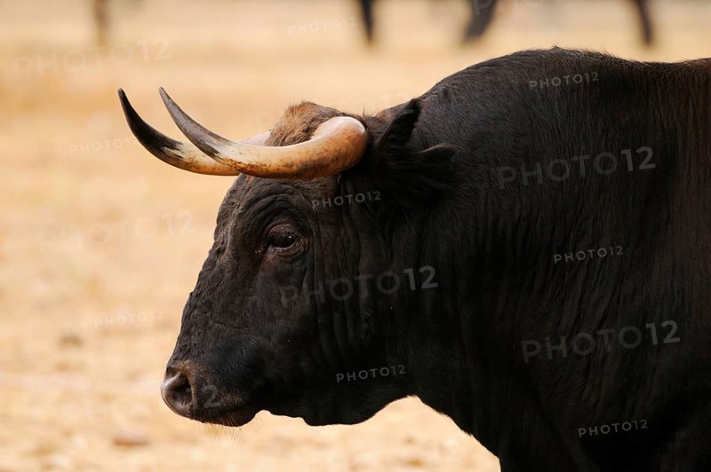 Domestic Cattle