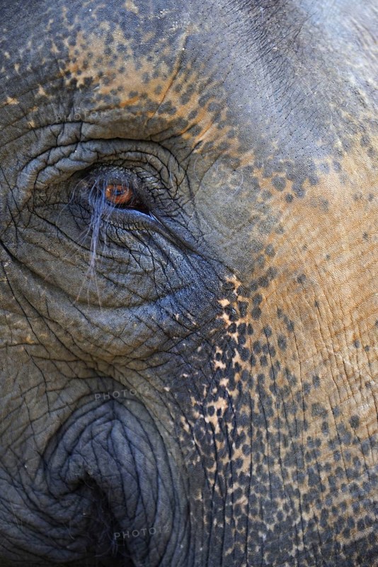 Asian Elephant
