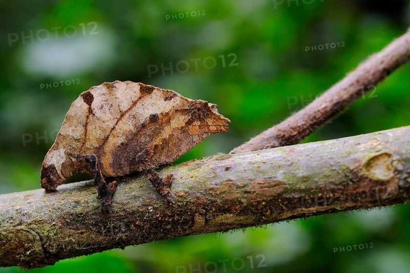 Boulenger's Pygmy Chameleon