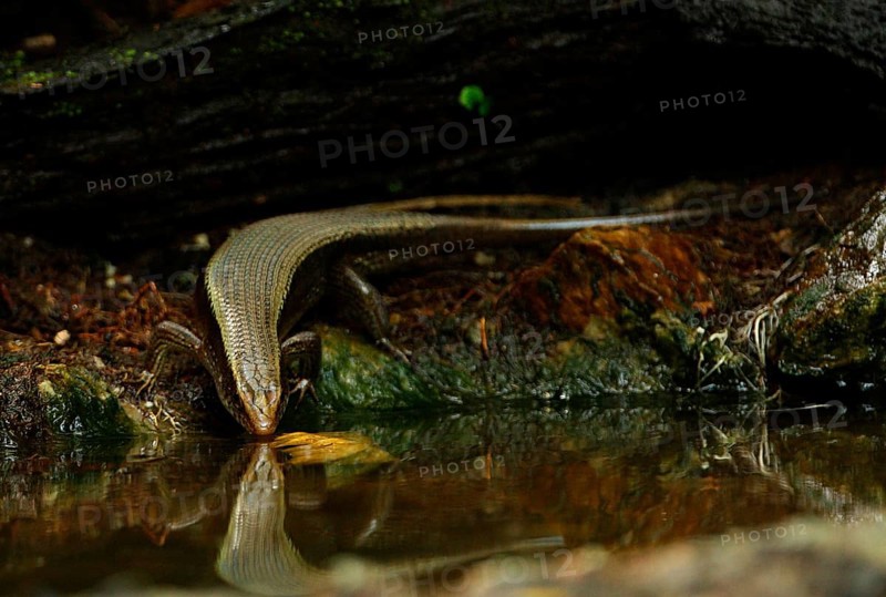 Mabuya multifasciata