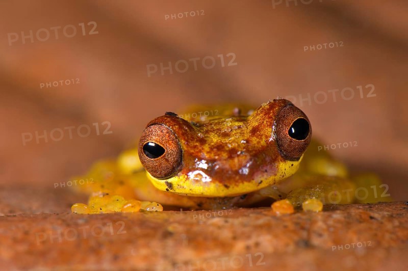 Red-shouldered tree frog