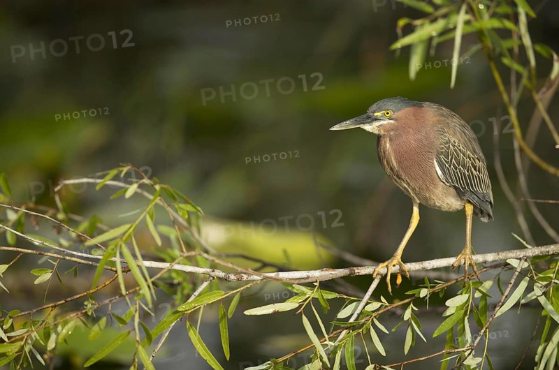 Green Heron