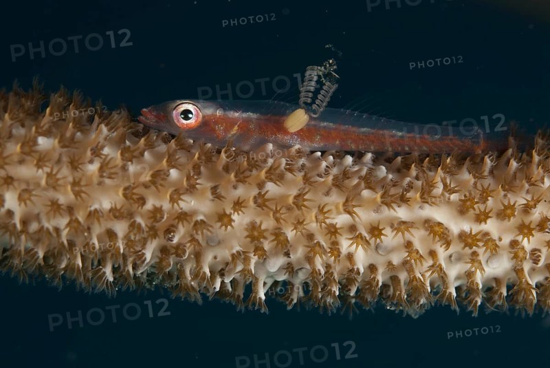 Large Whip Goby