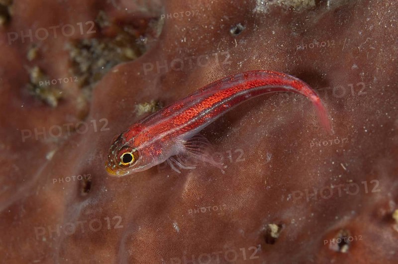Common Ghostgoby