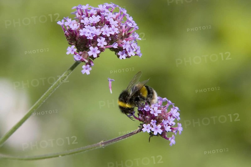 Buff-tailed Bumblebee
