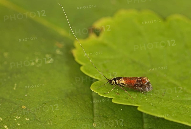 Horehound Longhorn Moth