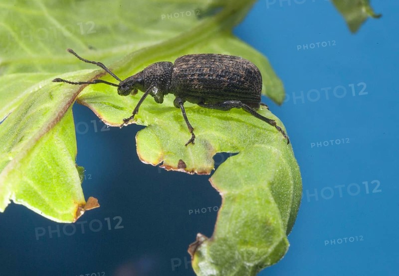 Black Vine Weevil
