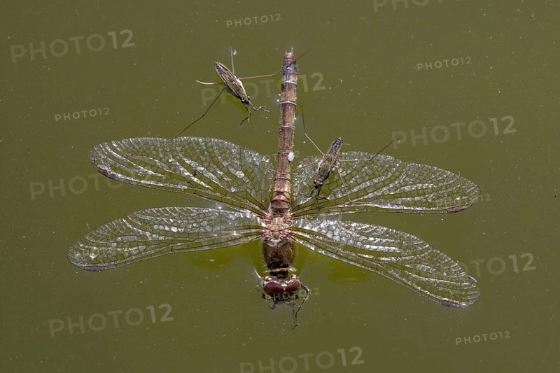 Common pond skater