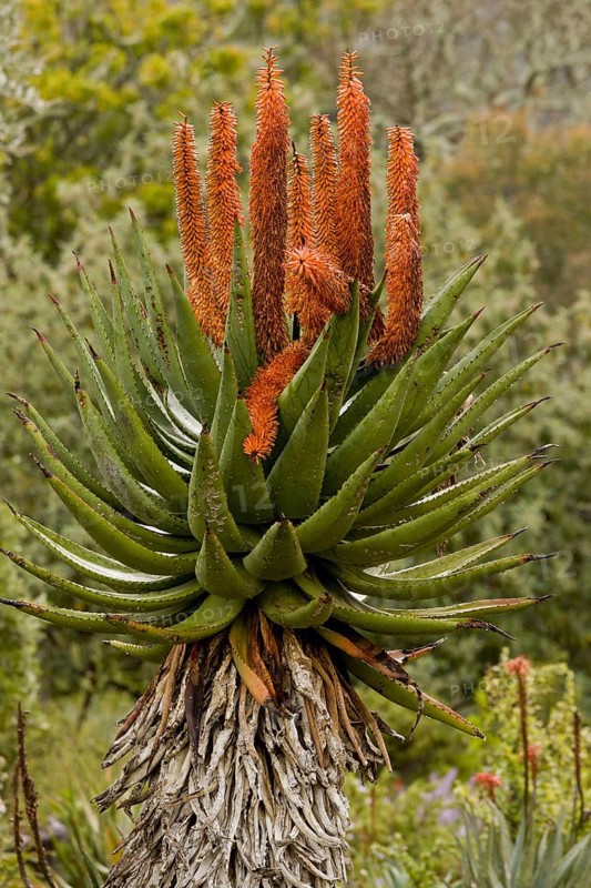 Bitter Aloe