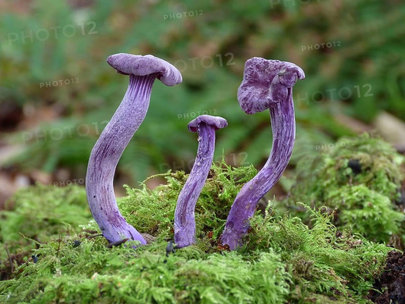 Fruiting body of the amethyst deceiver