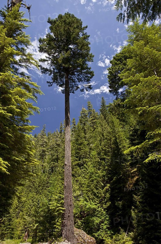 Douglas fir