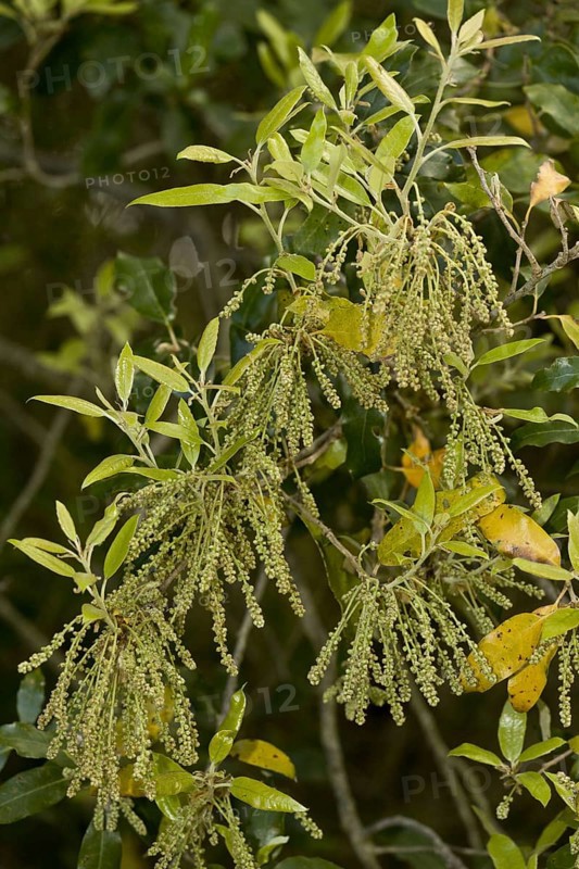 Holm oak