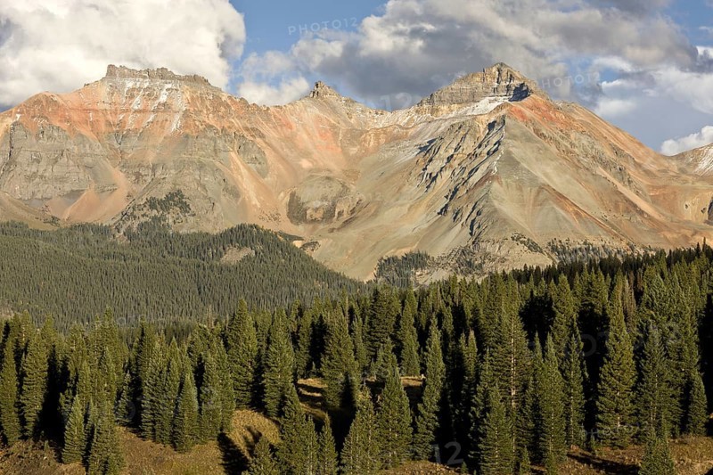 View across high forest habitat of white spruce