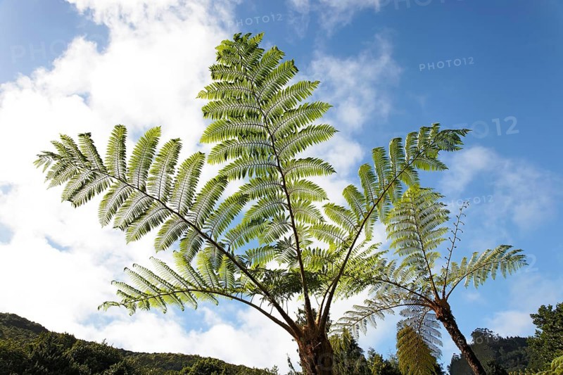 Tree fern