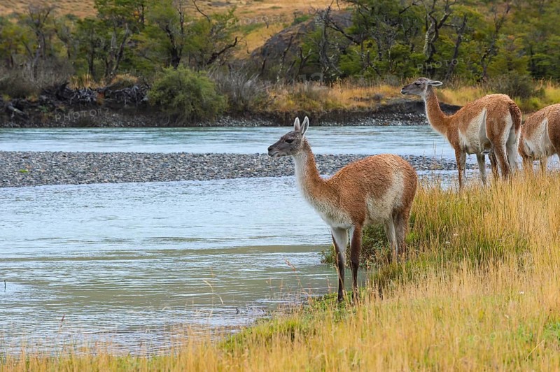 Guanacos