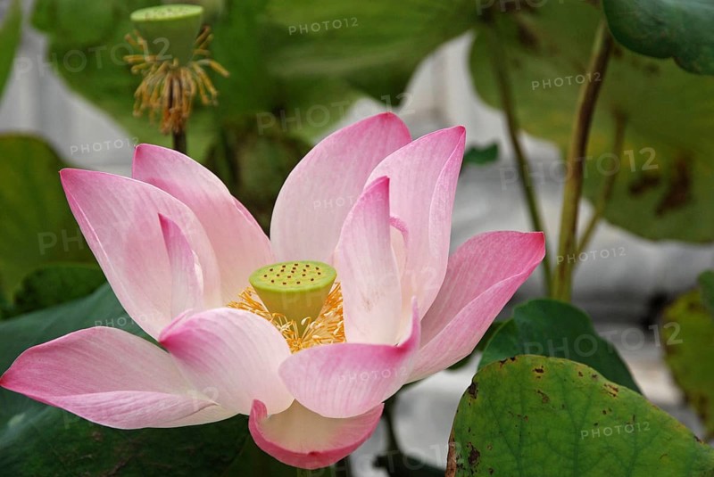 Indian lotus