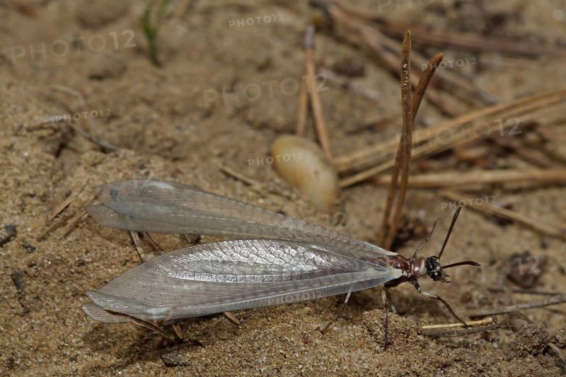 Large Ant Damselfly