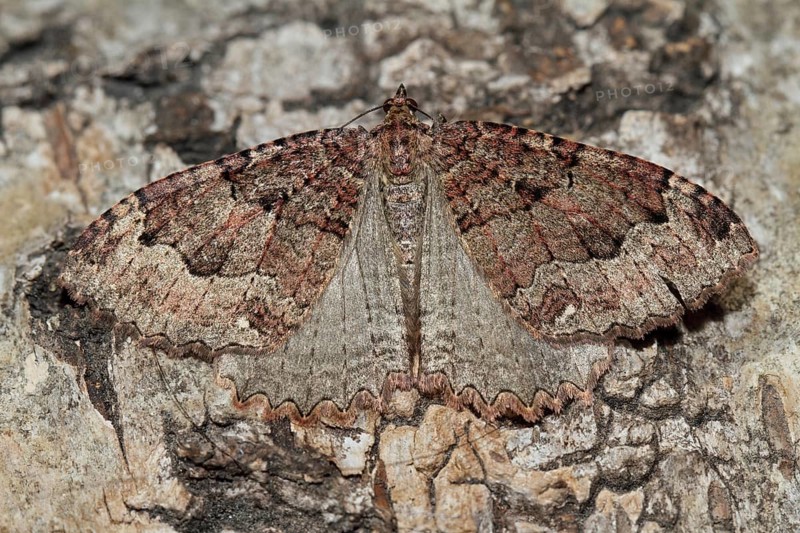 Olive brown cave moth