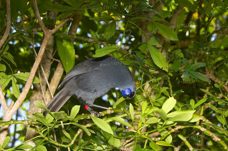 North Island Kokako