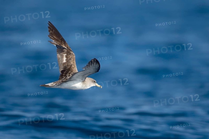 Cory's Shearwater