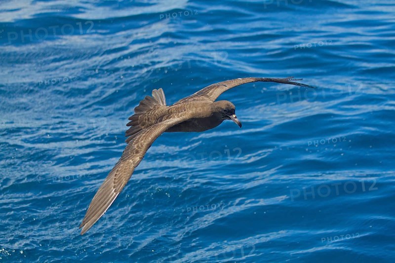 Flesh-footed Shearwater