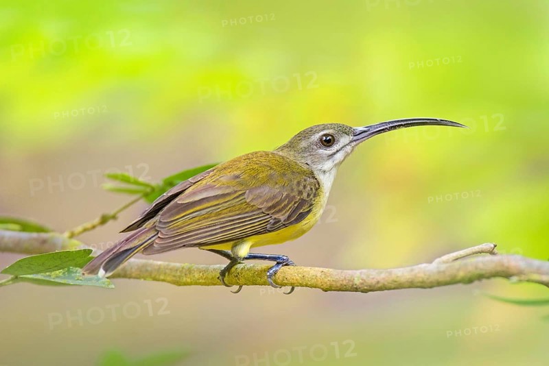 White-throated Spiderhunter