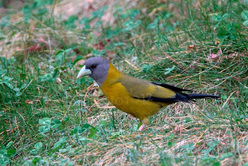 Collared Grosbeak