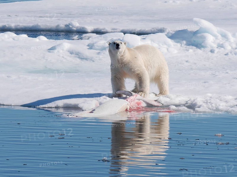 Polar Bear