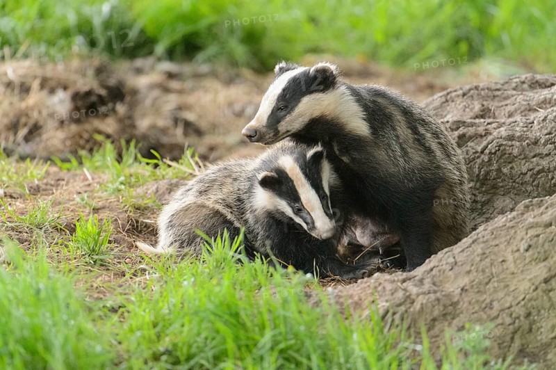 Eurasian Badger