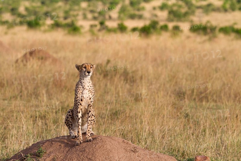 Acinonyx jubatus fearsoni