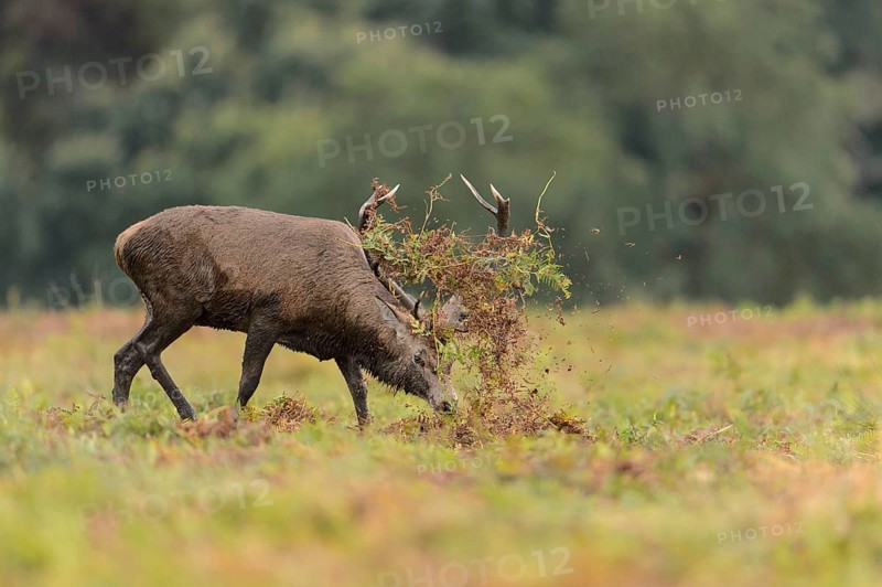 Red Deer