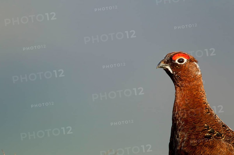 Red Grouse
