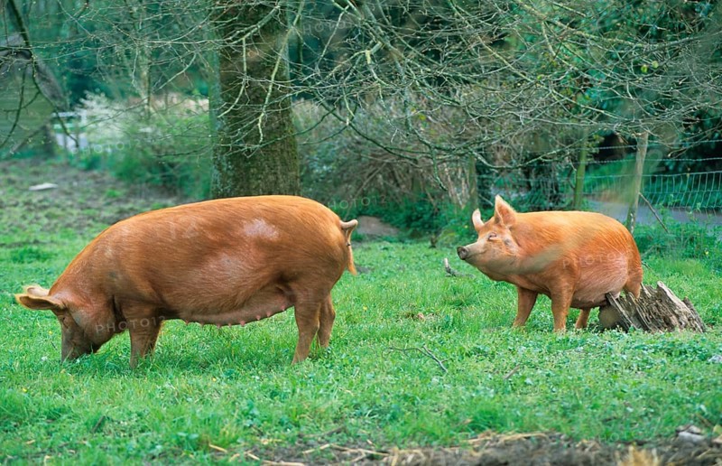 Domestic pig