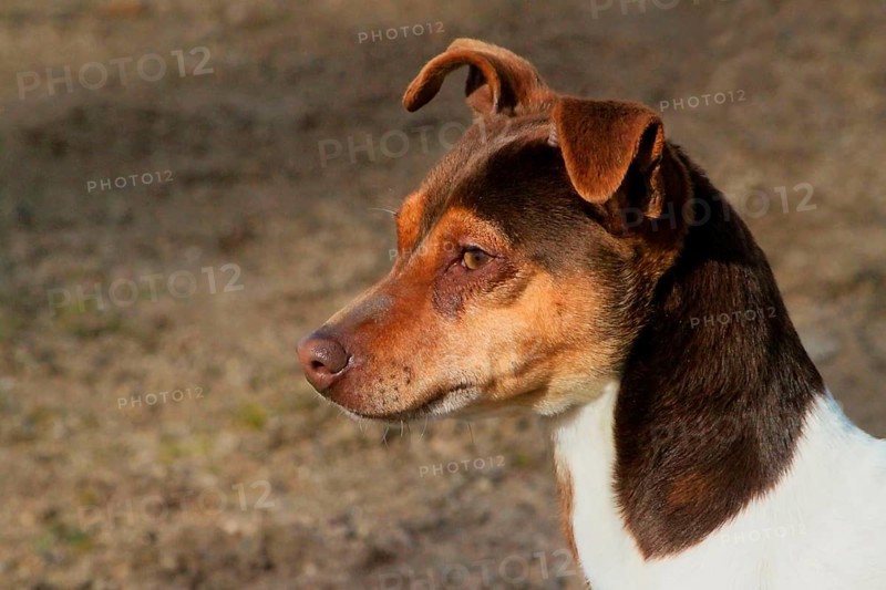Domestic dog
