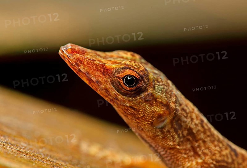 St. Lucia anole